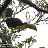 Keel-billed Toucan