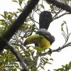 Keel-billed Toucan