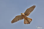 Kestrel