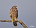 Kestrel