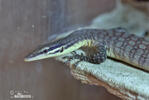 Kimberley rock monitor