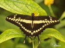 King Swallowtail