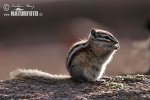 Kleine chipmunk