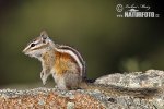 Kleine chipmunk