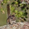 Kleine chipmunk