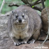 Klipphyrax