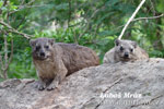 Klipphyrax