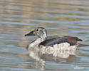 Knob-billed Duck