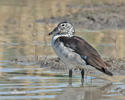 Knob-billed Duck