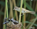 Koekoek vogel