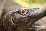 Komodo Dragon Komodo Island Monitor