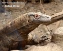 Komodo Dragon Komodo Island Monitor