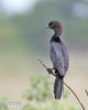 Kormoran mały