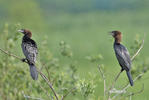 Kormoran mały