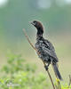 Kormoran mały