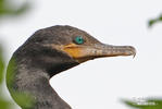 Kormoran oliwkowy