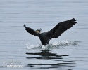 Kormoran zwyczajny