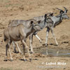 Kudu wielkie