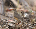 Kurrichane Thrush