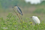 Kwak vogel