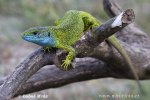 Lacerta viridis