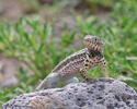 lagartijas de lava.