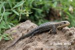 Lagarto plateado de Sudán