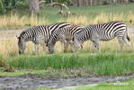 lain Burchell's Steppe Zebra