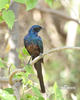 Lamprotornis caudatus