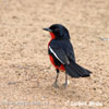 Laniarius atrococcineus