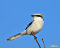 Lanius excubitor