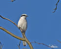 Lanius excubitor