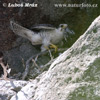 Lanner Falcon