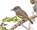 Large-billed Flycather