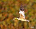 Large-billed Tern