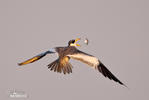 Large-billed Tern