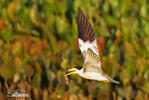 Large-billed Tern