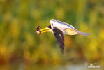 Large-billed Tern