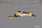 Large-billed Tern