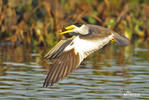 Large-billed Tern