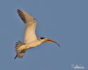 Large-billed Tern