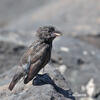 Large Cactus-Finch