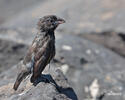 Large Cactus-Finch