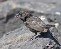 Large Cactus-Finch