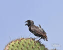 Large Ground-Finch