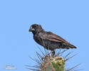 Large Ground-Finch