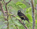 Large Ground-Finch