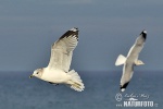 Larus canus
