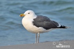 Larus marinus