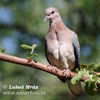 Laughing Dove